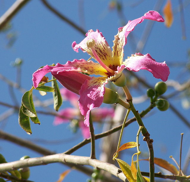 Chorisa speciosa flower CC 3